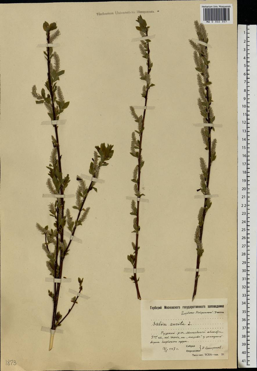 Salix aurita L., Eastern Europe, Moscow region (E4a) (Russia)