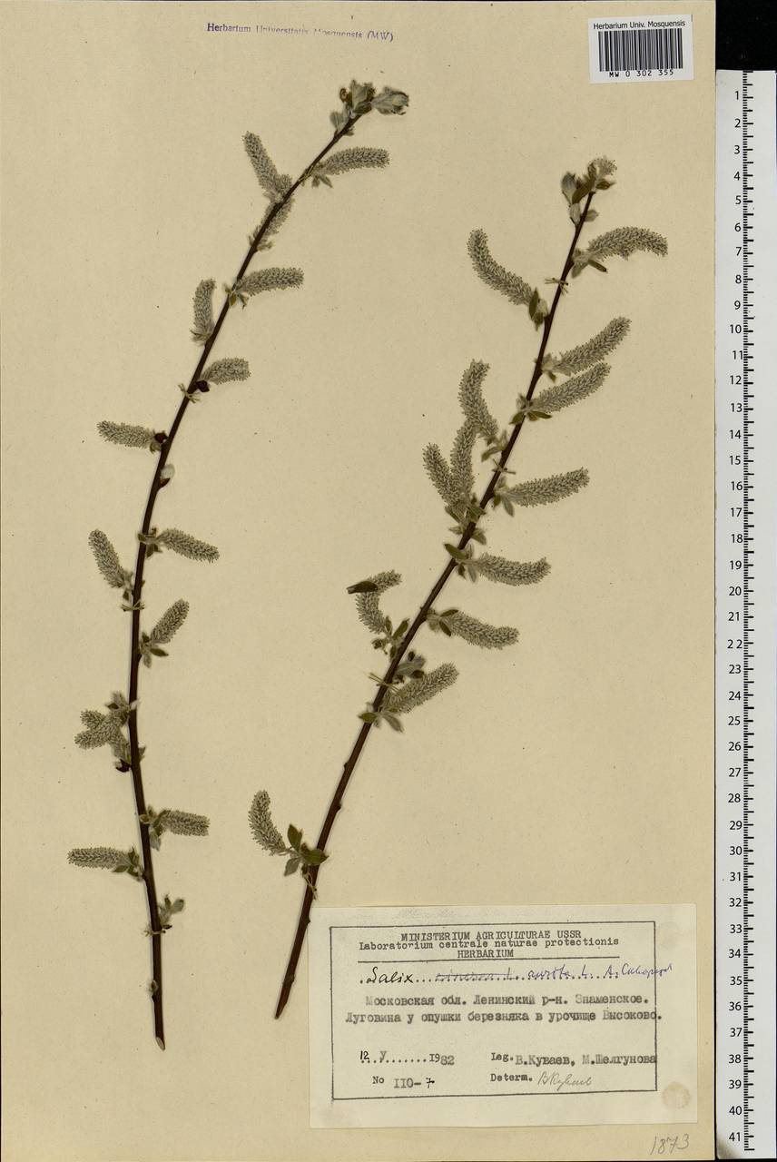 Salix aurita L., Eastern Europe, Moscow region (E4a) (Russia)