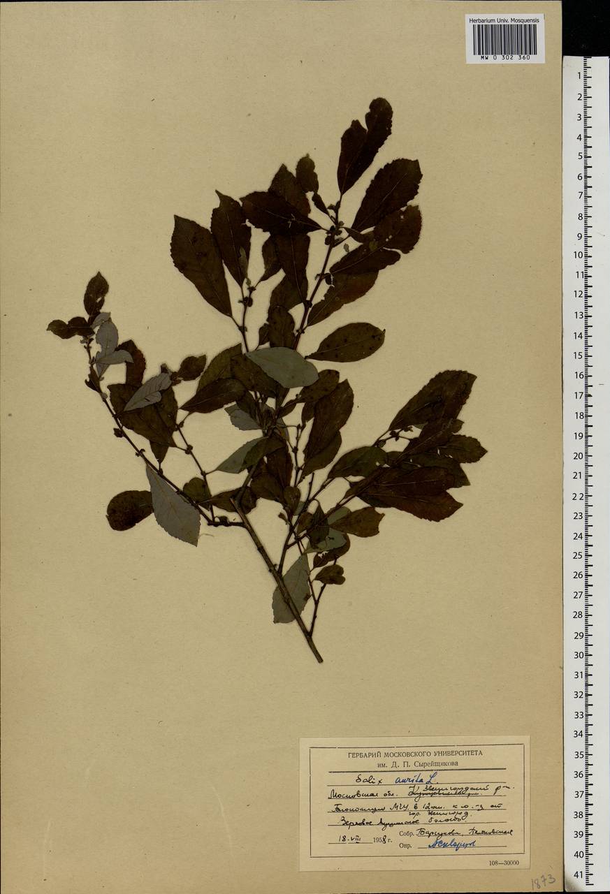 Salix aurita L., Eastern Europe, Moscow region (E4a) (Russia)