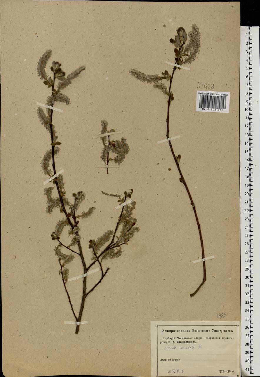 Salix aurita L., Eastern Europe, Moscow region (E4a) (Russia)