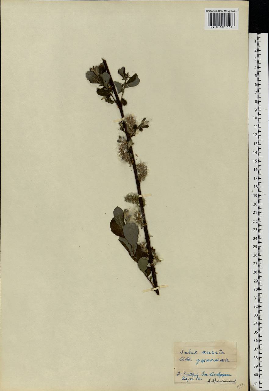 Salix aurita L., Eastern Europe, Moscow region (E4a) (Russia)