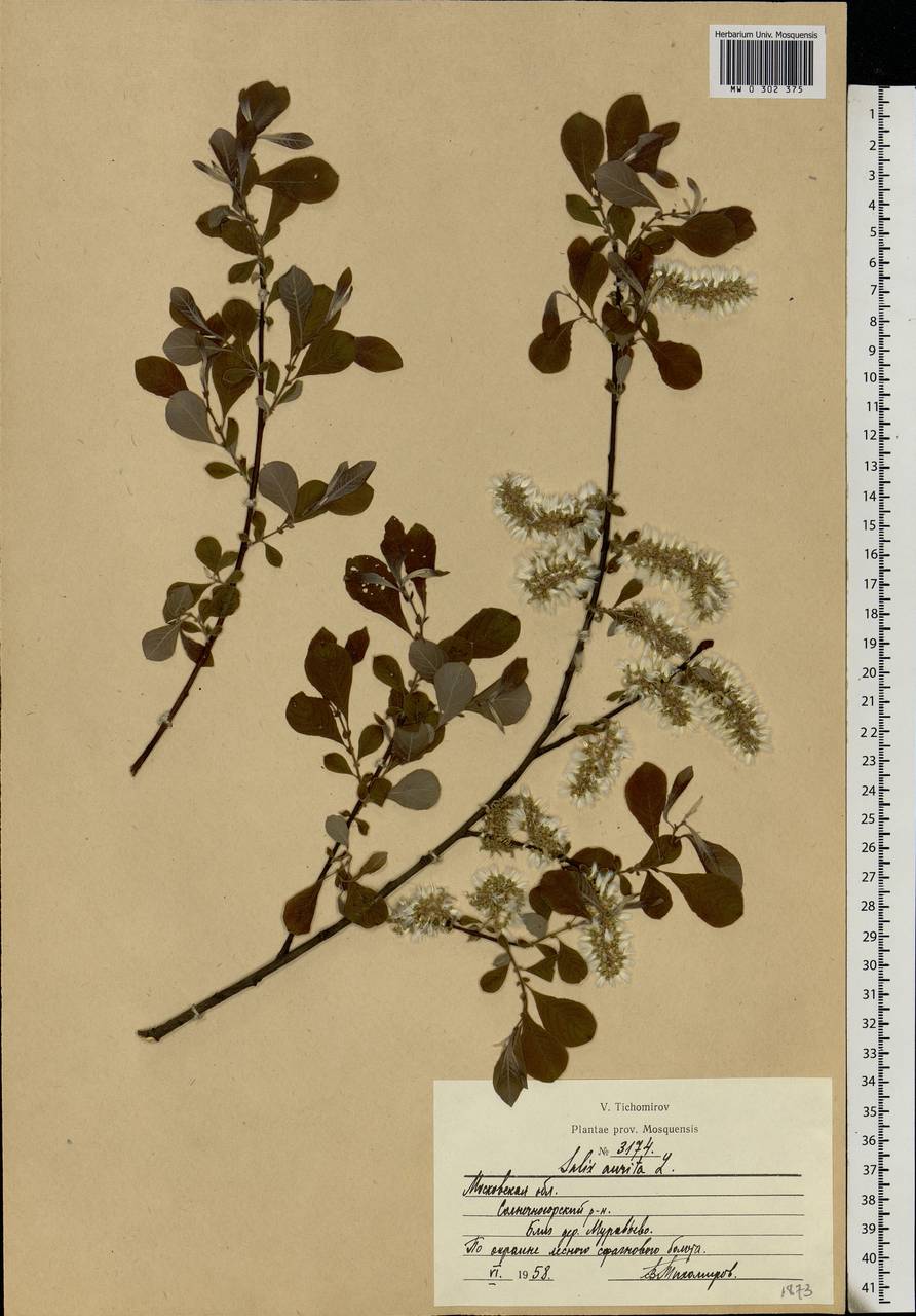 Salix aurita L., Eastern Europe, Moscow region (E4a) (Russia)