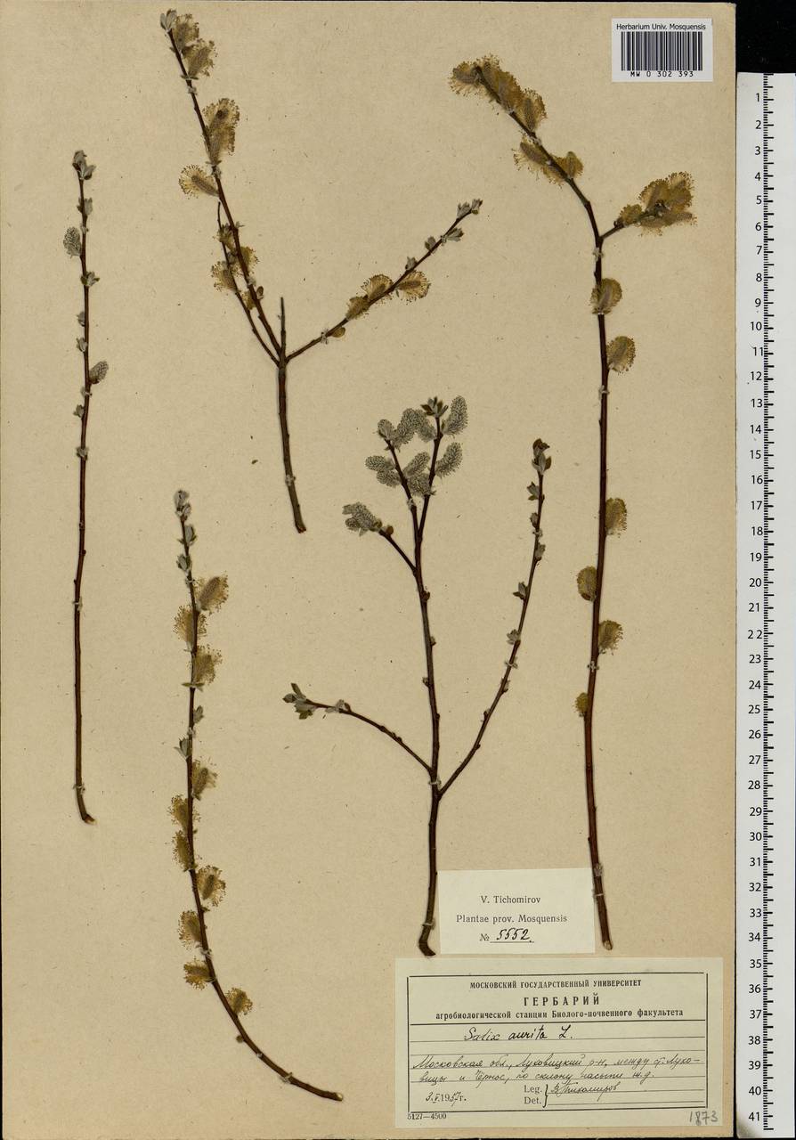 Salix aurita L., Eastern Europe, Moscow region (E4a) (Russia)