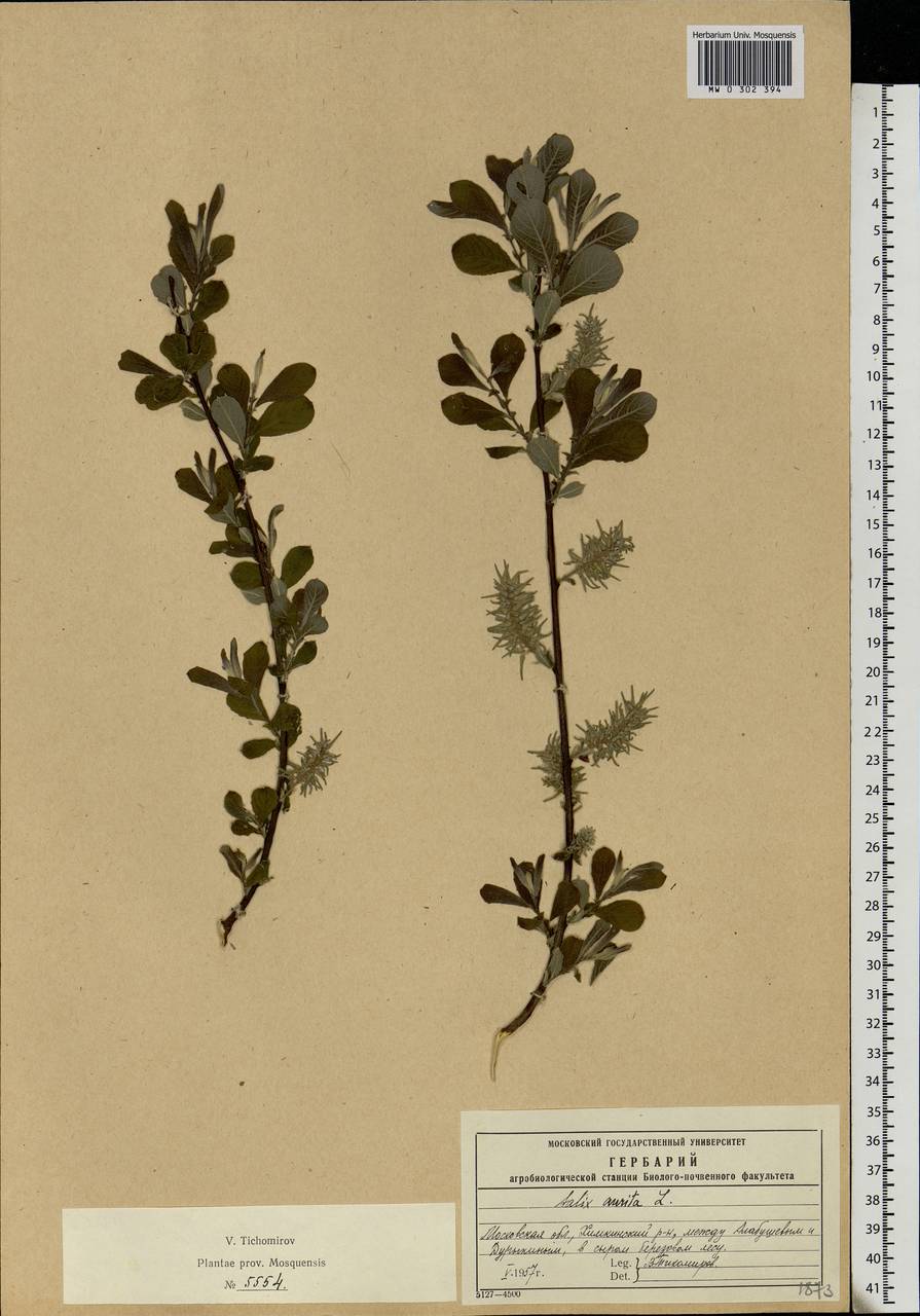 Salix aurita L., Eastern Europe, Moscow region (E4a) (Russia)