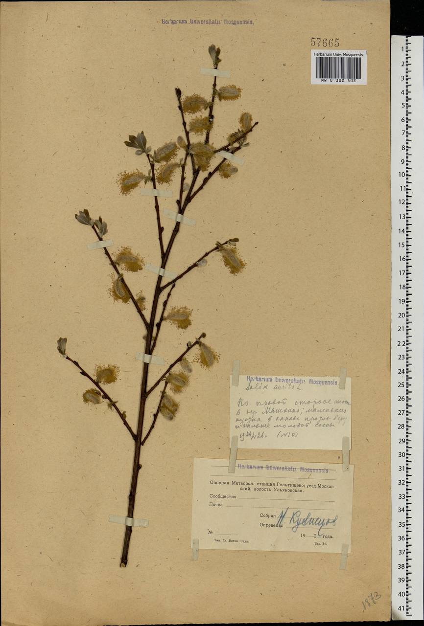 Salix aurita L., Eastern Europe, Moscow region (E4a) (Russia)