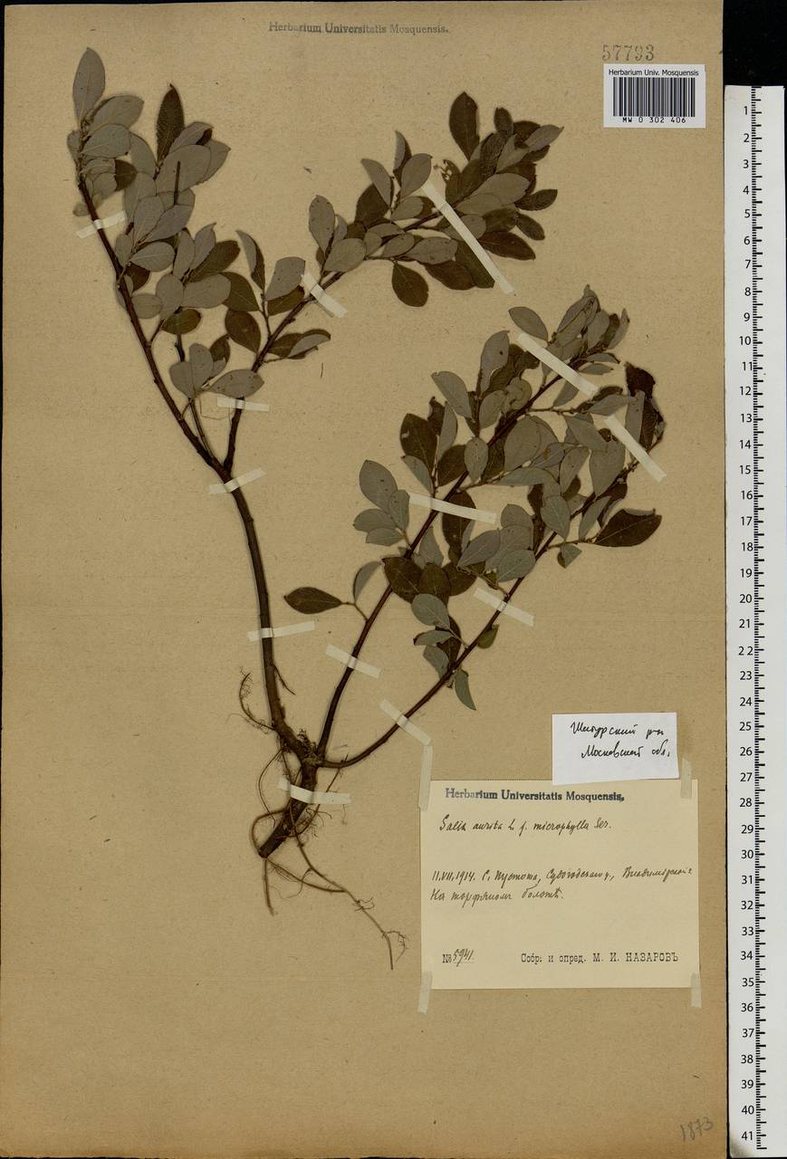 Salix aurita L., Eastern Europe, Moscow region (E4a) (Russia)