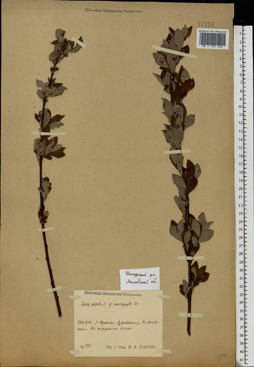 Salix aurita L., Eastern Europe, Moscow region (E4a) (Russia)