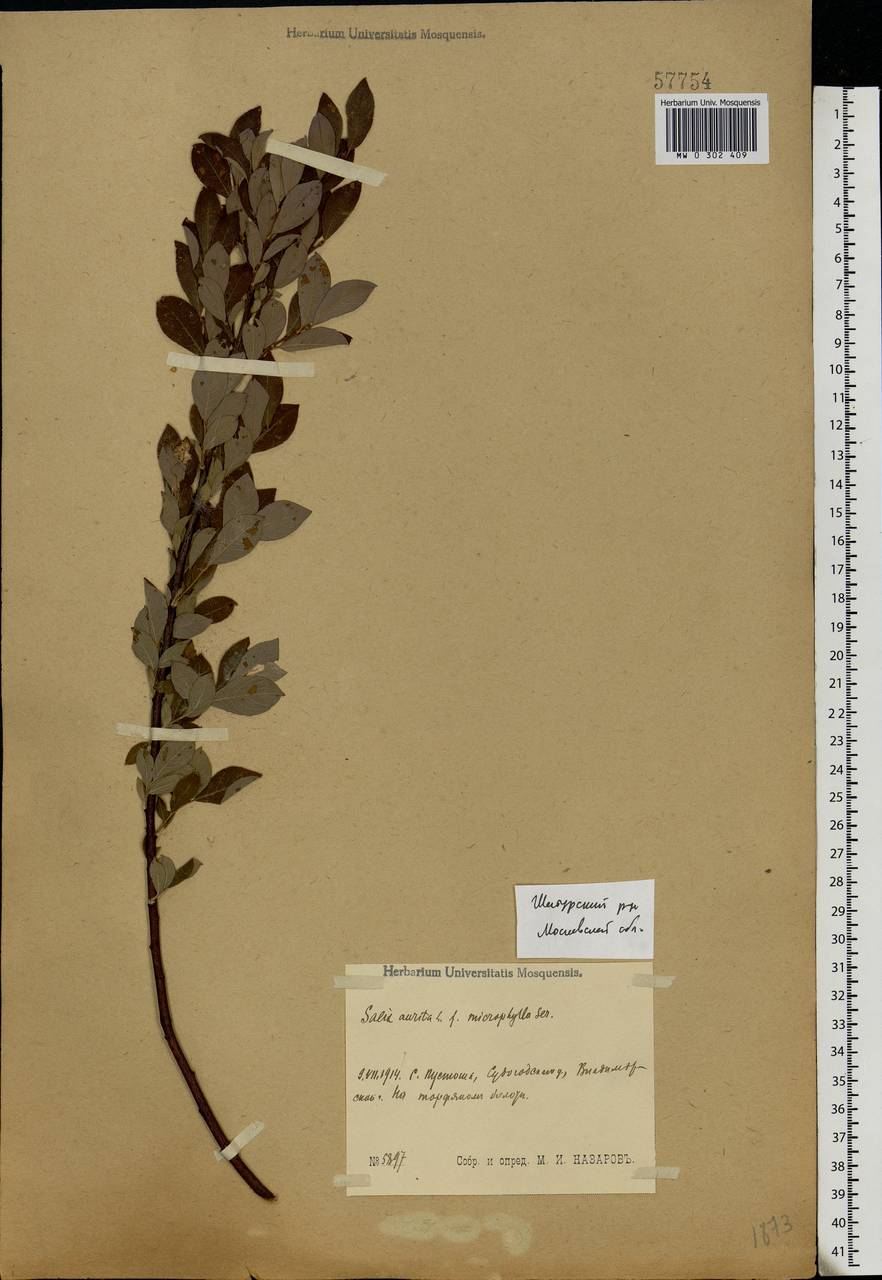 Salix aurita L., Eastern Europe, Moscow region (E4a) (Russia)