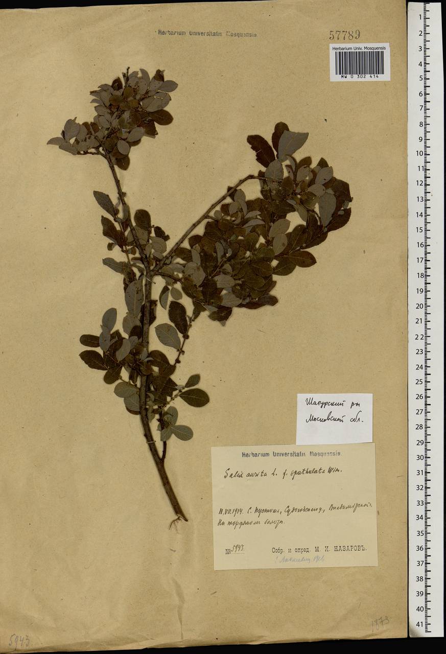 Salix aurita L., Eastern Europe, Moscow region (E4a) (Russia)