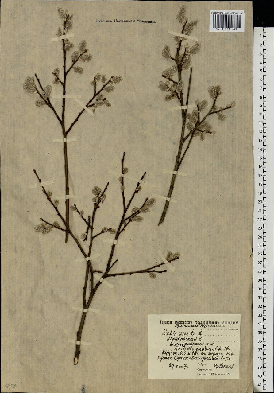 Salix aurita L., Eastern Europe, Moscow region (E4a) (Russia)