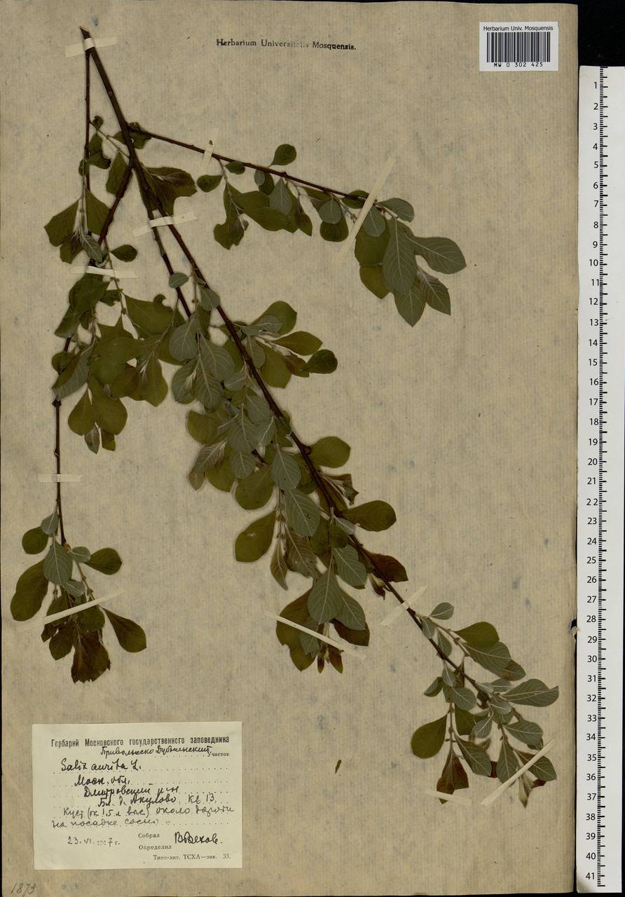 Salix aurita L., Eastern Europe, Moscow region (E4a) (Russia)