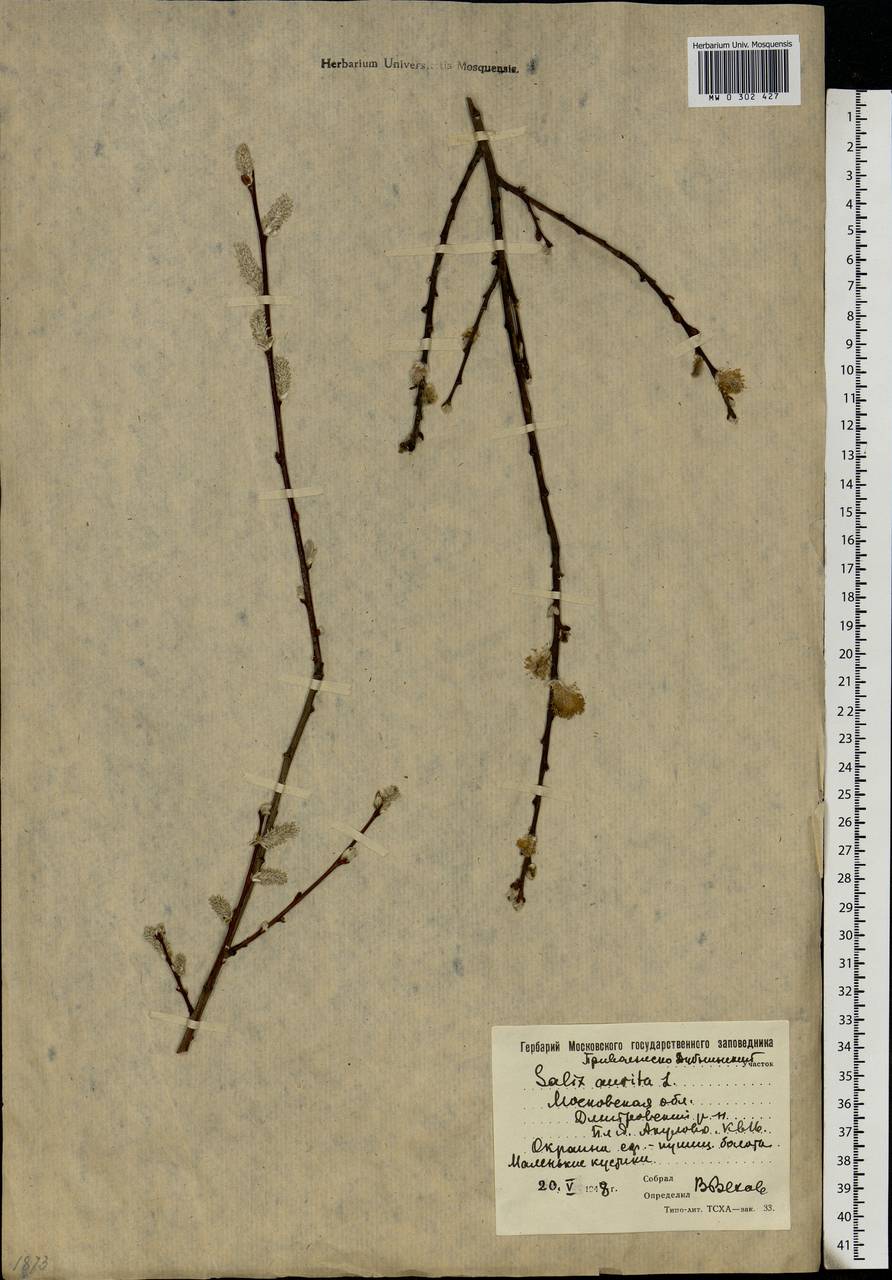 Salix aurita L., Eastern Europe, Moscow region (E4a) (Russia)