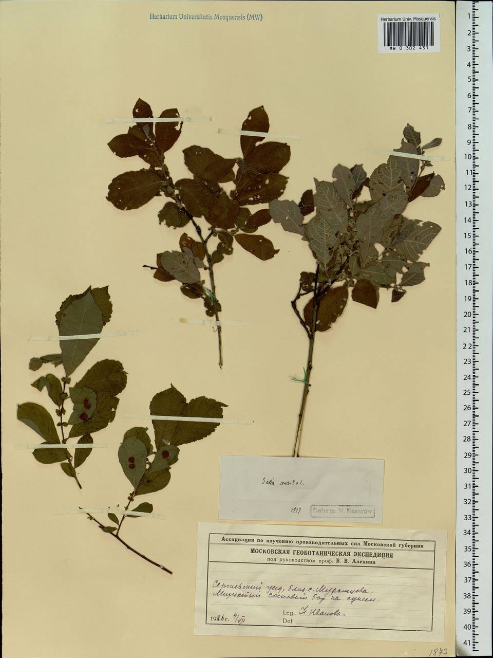Salix aurita L., Eastern Europe, Moscow region (E4a) (Russia)