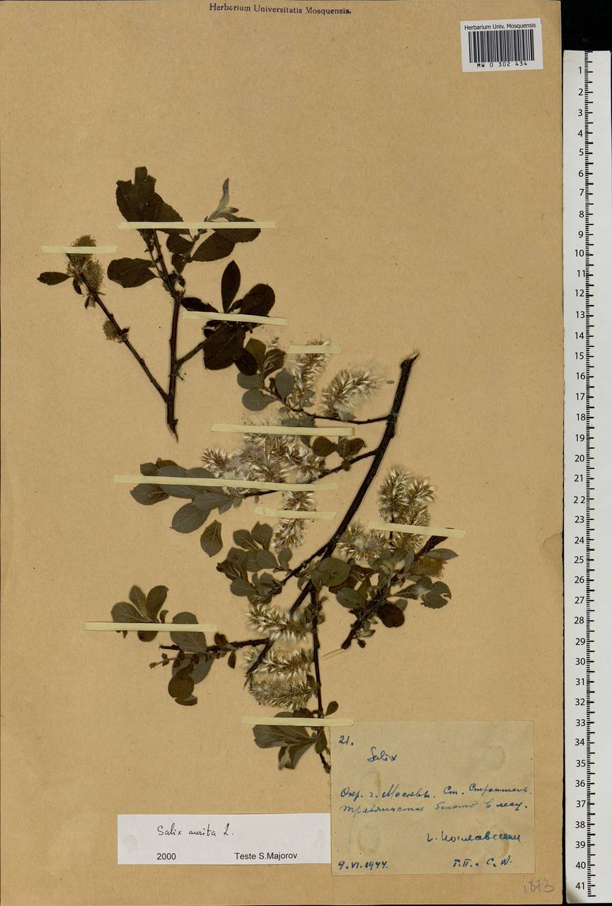 Salix aurita L., Eastern Europe, Moscow region (E4a) (Russia)