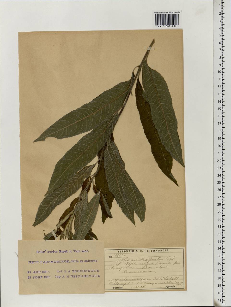 Salix aurita L., Eastern Europe, Moscow region (E4a) (Russia)