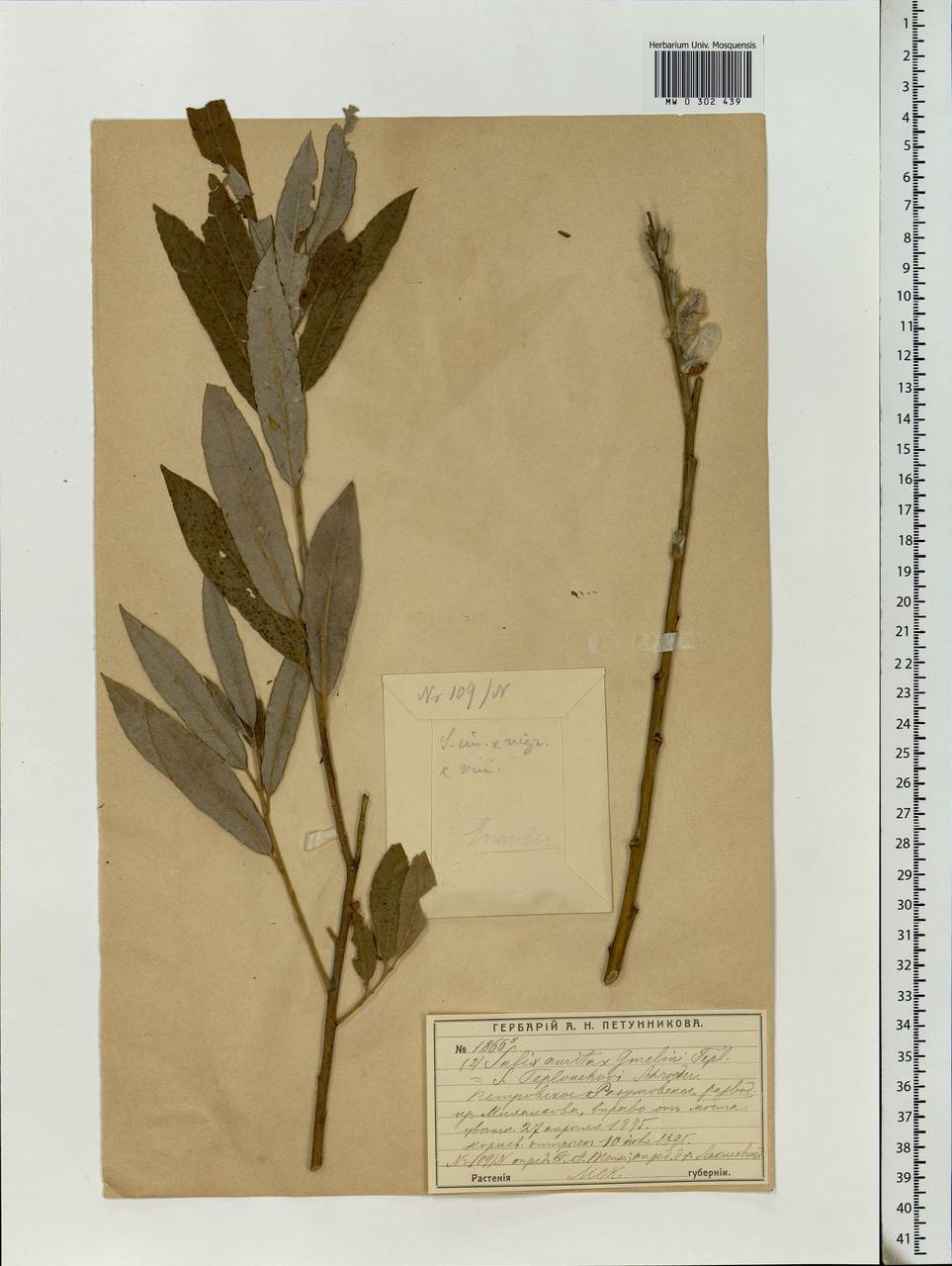 Salix aurita L., Eastern Europe, Moscow region (E4a) (Russia)