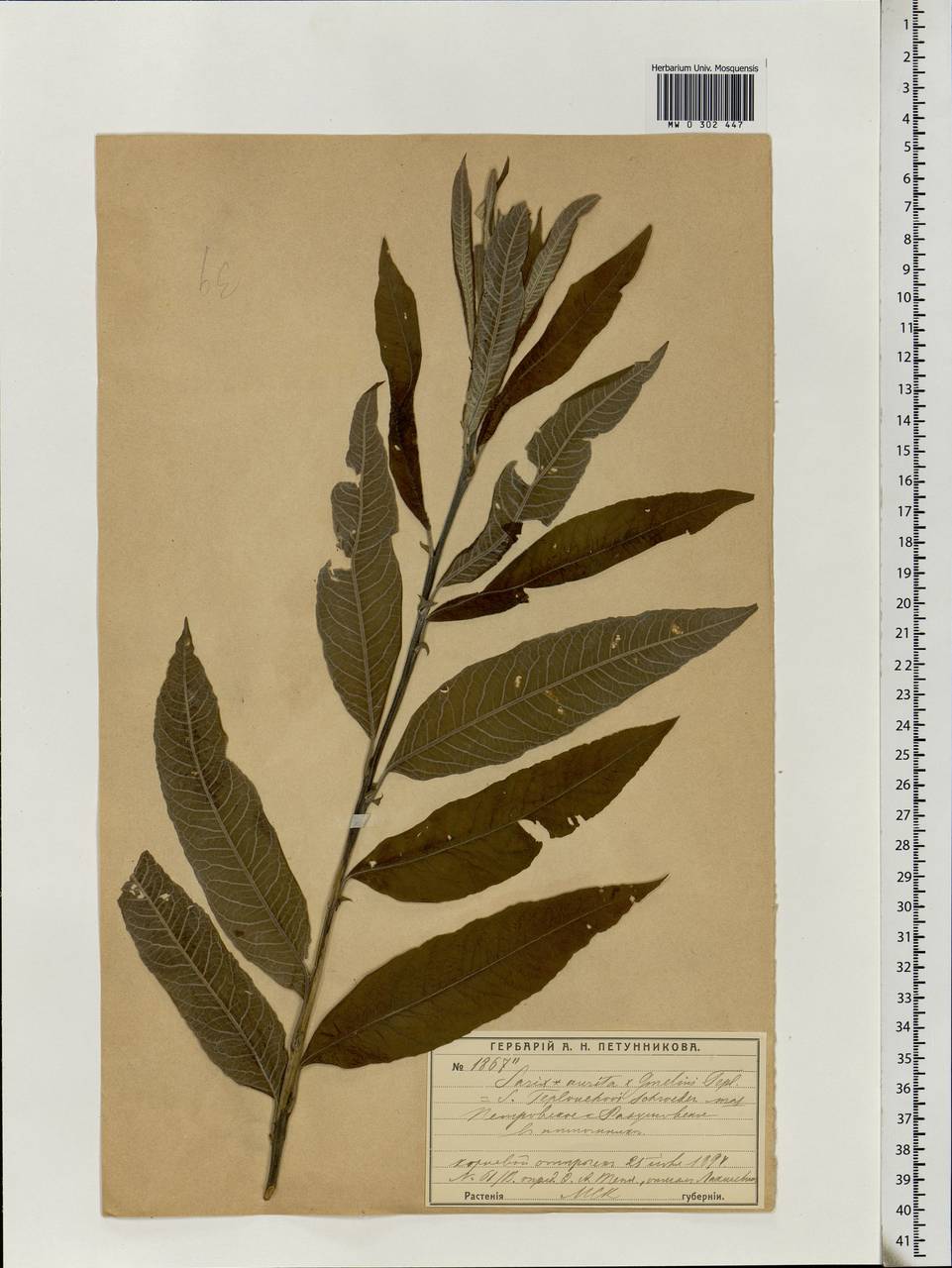 Salix aurita L., Eastern Europe, Moscow region (E4a) (Russia)