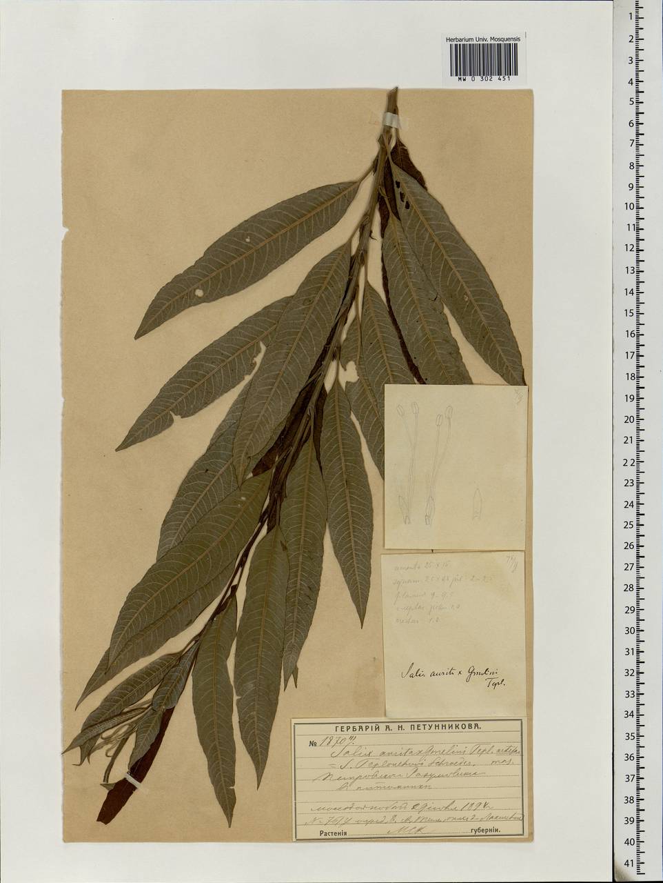 Salix aurita L., Eastern Europe, Moscow region (E4a) (Russia)