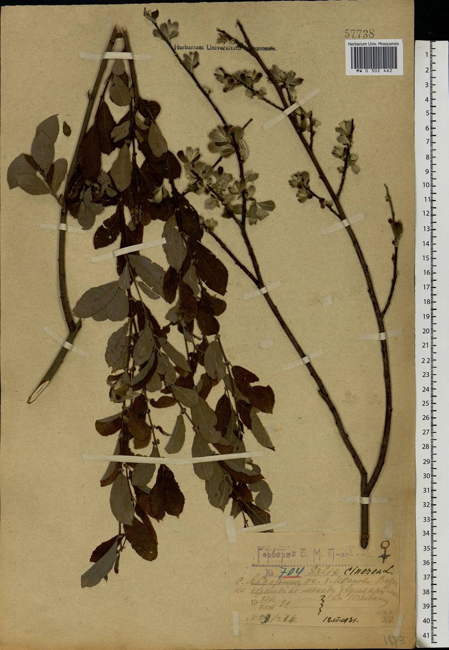 Salix aurita L., Eastern Europe, Central forest region (E5) (Russia)