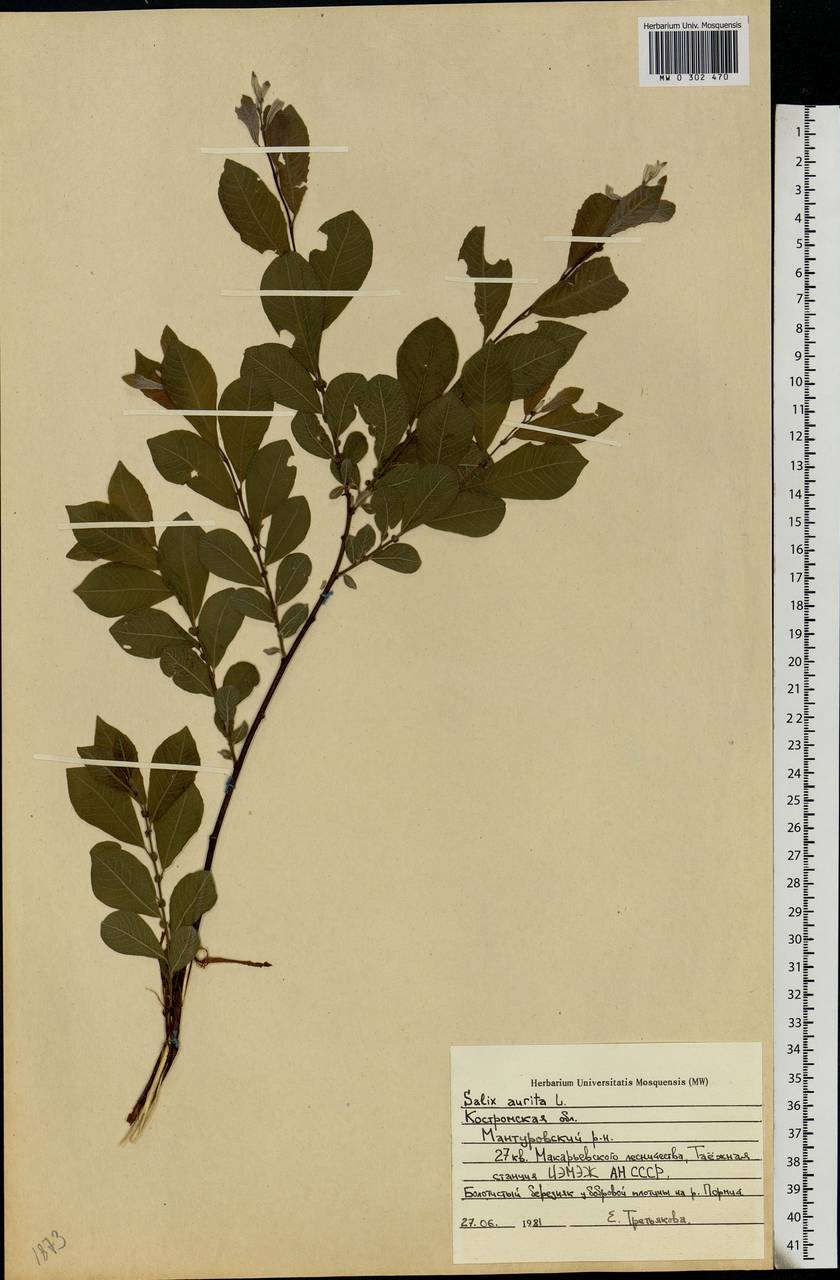 Salix aurita L., Eastern Europe, Central forest region (E5) (Russia)