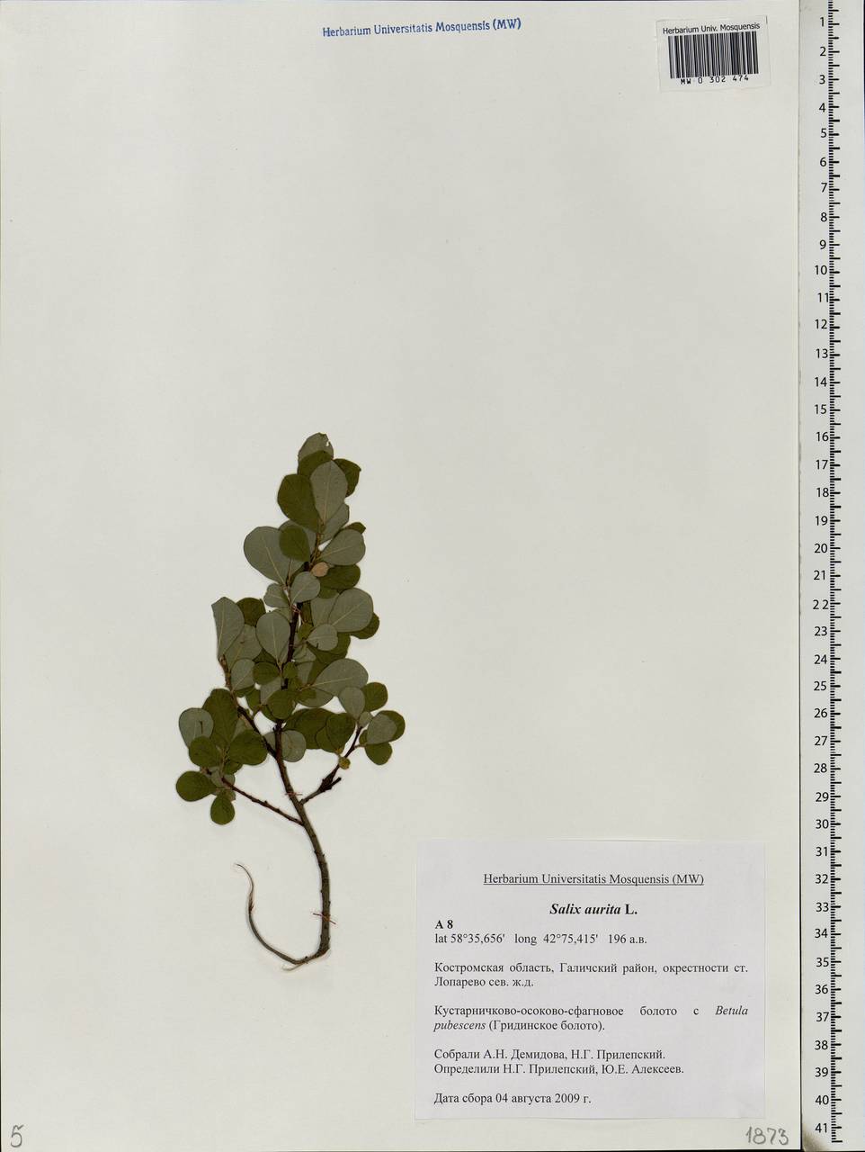 Salix aurita L., Eastern Europe, Central forest region (E5) (Russia)
