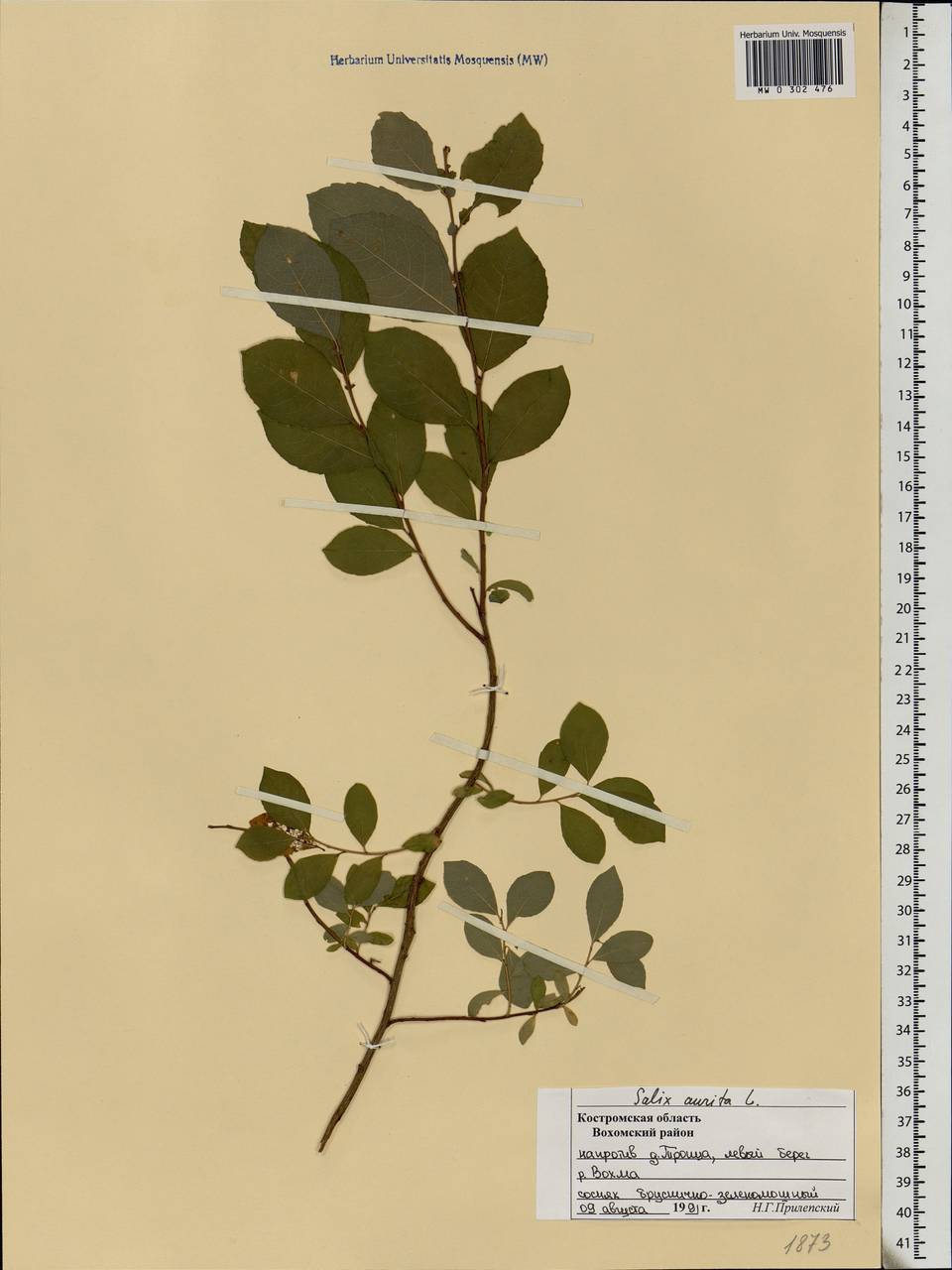 Salix aurita L., Eastern Europe, Central forest region (E5) (Russia)