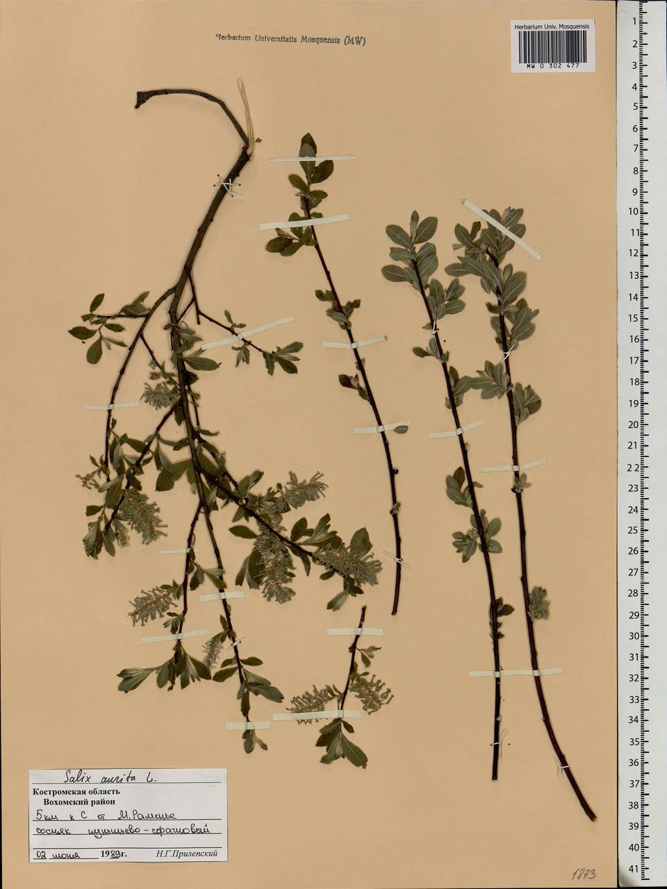 Salix aurita L., Eastern Europe, Central forest region (E5) (Russia)