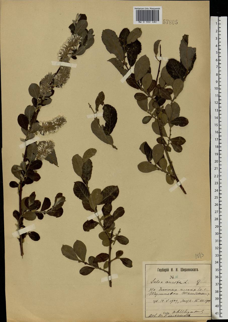 Salix aurita L., Eastern Europe, Central forest-and-steppe region (E6) (Russia)