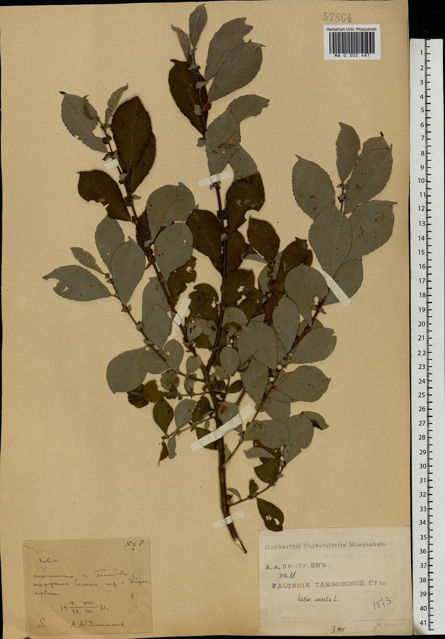 Salix aurita L., Eastern Europe, Central forest-and-steppe region (E6) (Russia)
