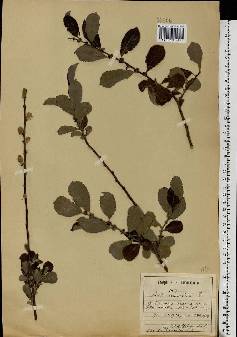 Salix aurita L., Eastern Europe, Central forest-and-steppe region (E6) (Russia)