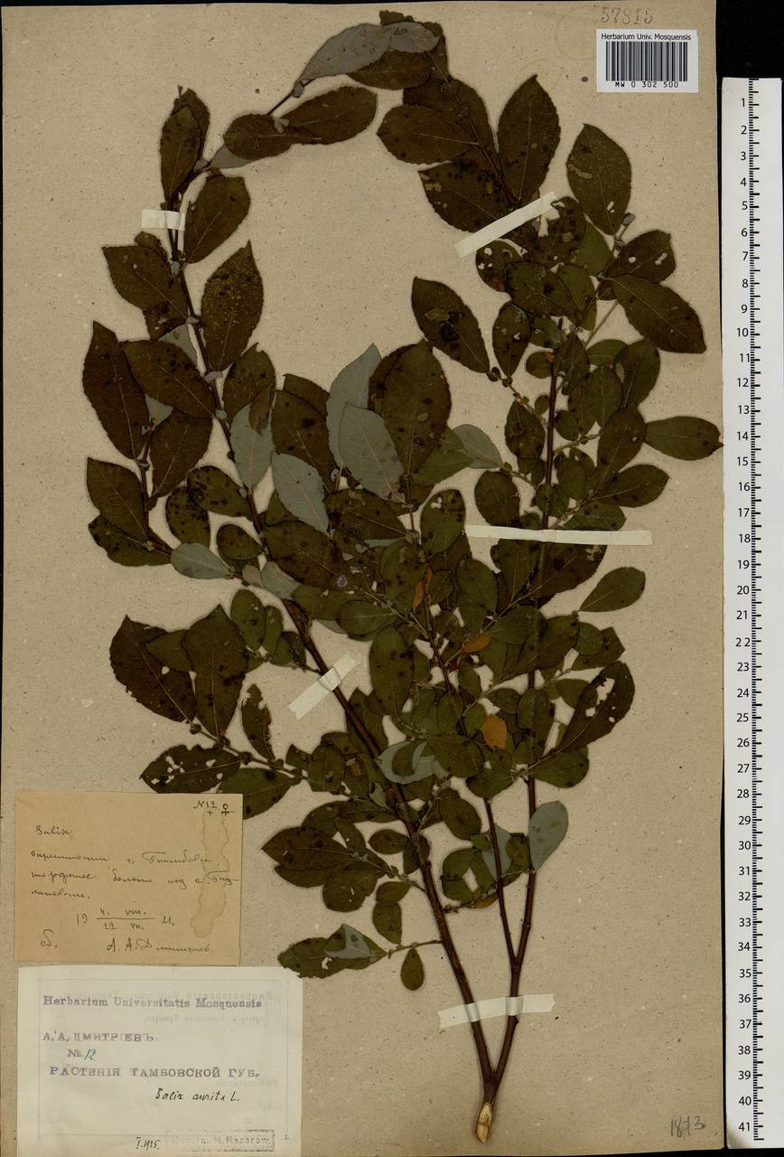 Salix aurita L., Eastern Europe, Central forest-and-steppe region (E6) (Russia)