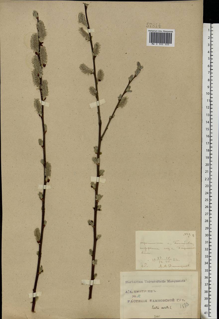 Salix aurita L., Eastern Europe, Central forest-and-steppe region (E6) (Russia)