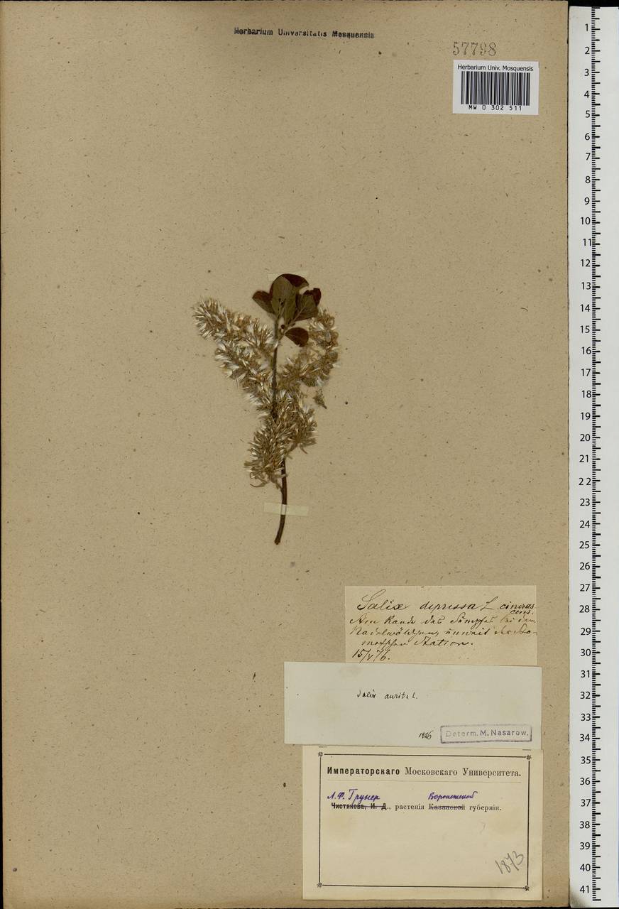 Salix aurita L., Eastern Europe, Central forest-and-steppe region (E6) (Russia)