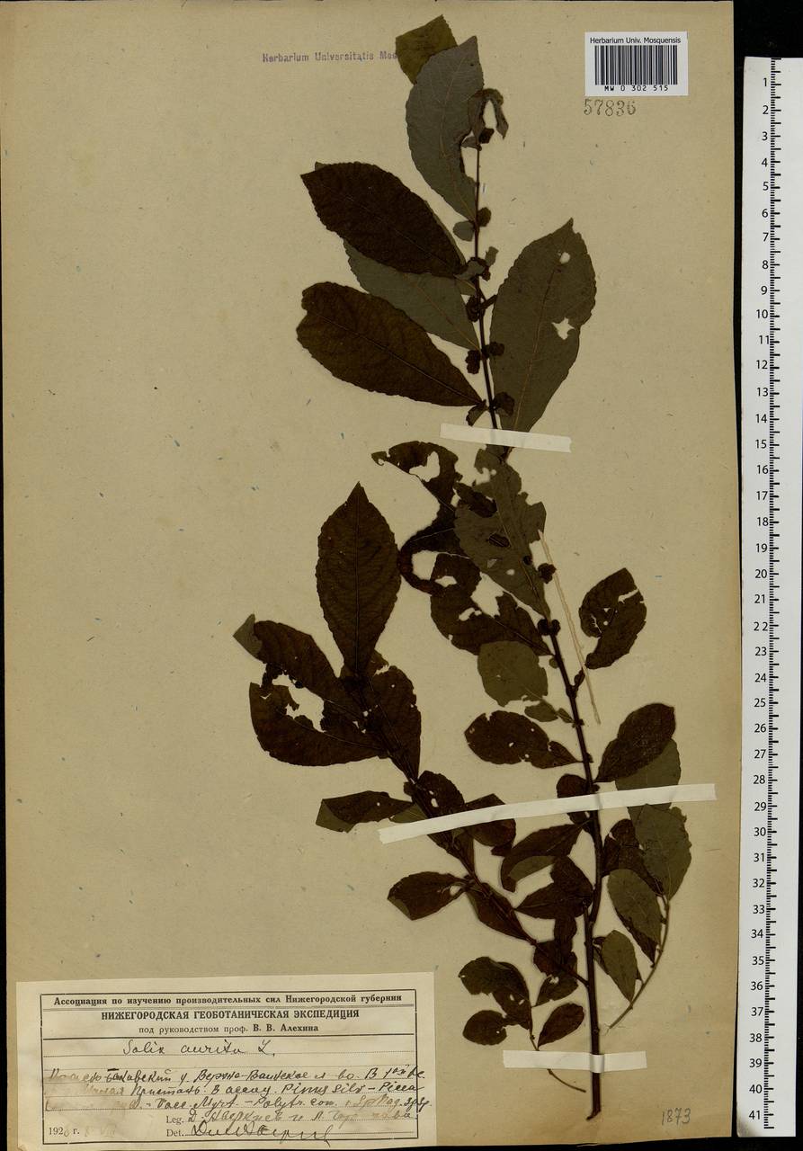 Salix aurita L., Eastern Europe, Volga-Kama region (E7) (Russia)