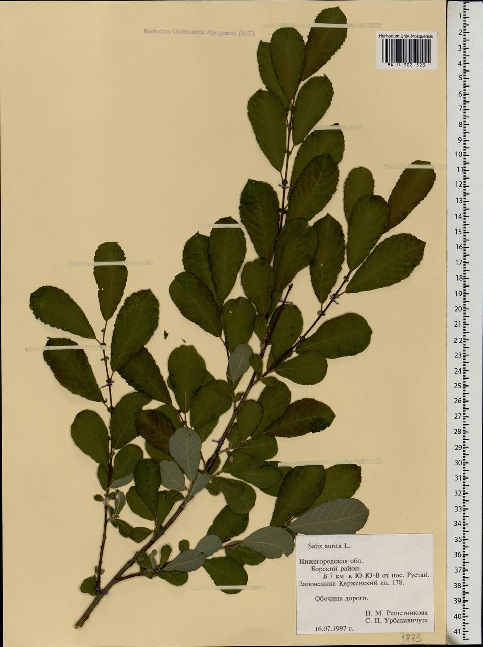 Salix aurita L., Eastern Europe, Volga-Kama region (E7) (Russia)