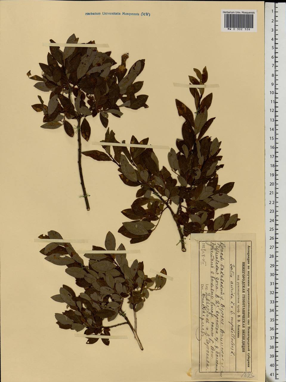 Salix aurita L., Eastern Europe, Volga-Kama region (E7) (Russia)