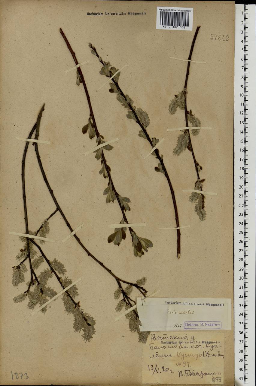 Salix aurita L., Eastern Europe, Volga-Kama region (E7) (Russia)