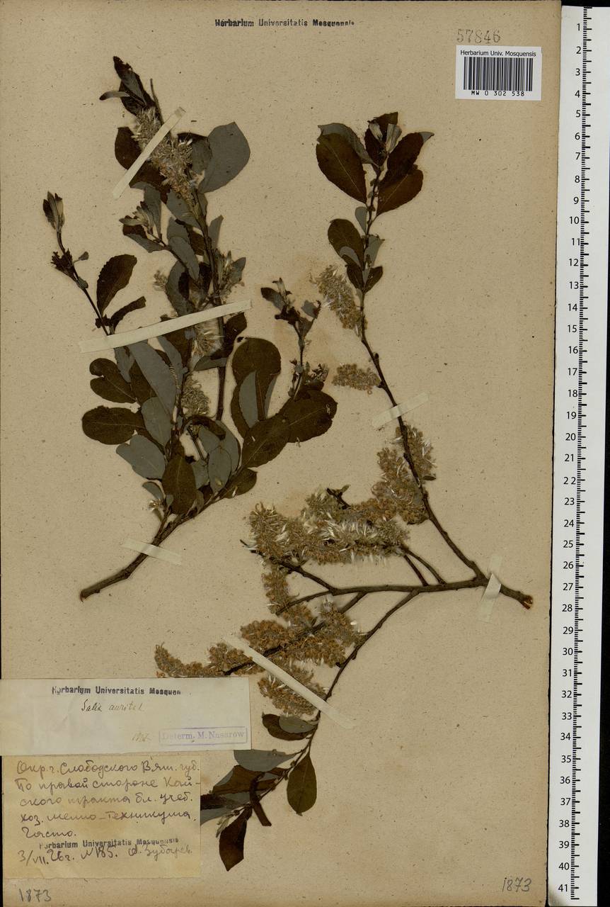 Salix aurita L., Eastern Europe, Volga-Kama region (E7) (Russia)