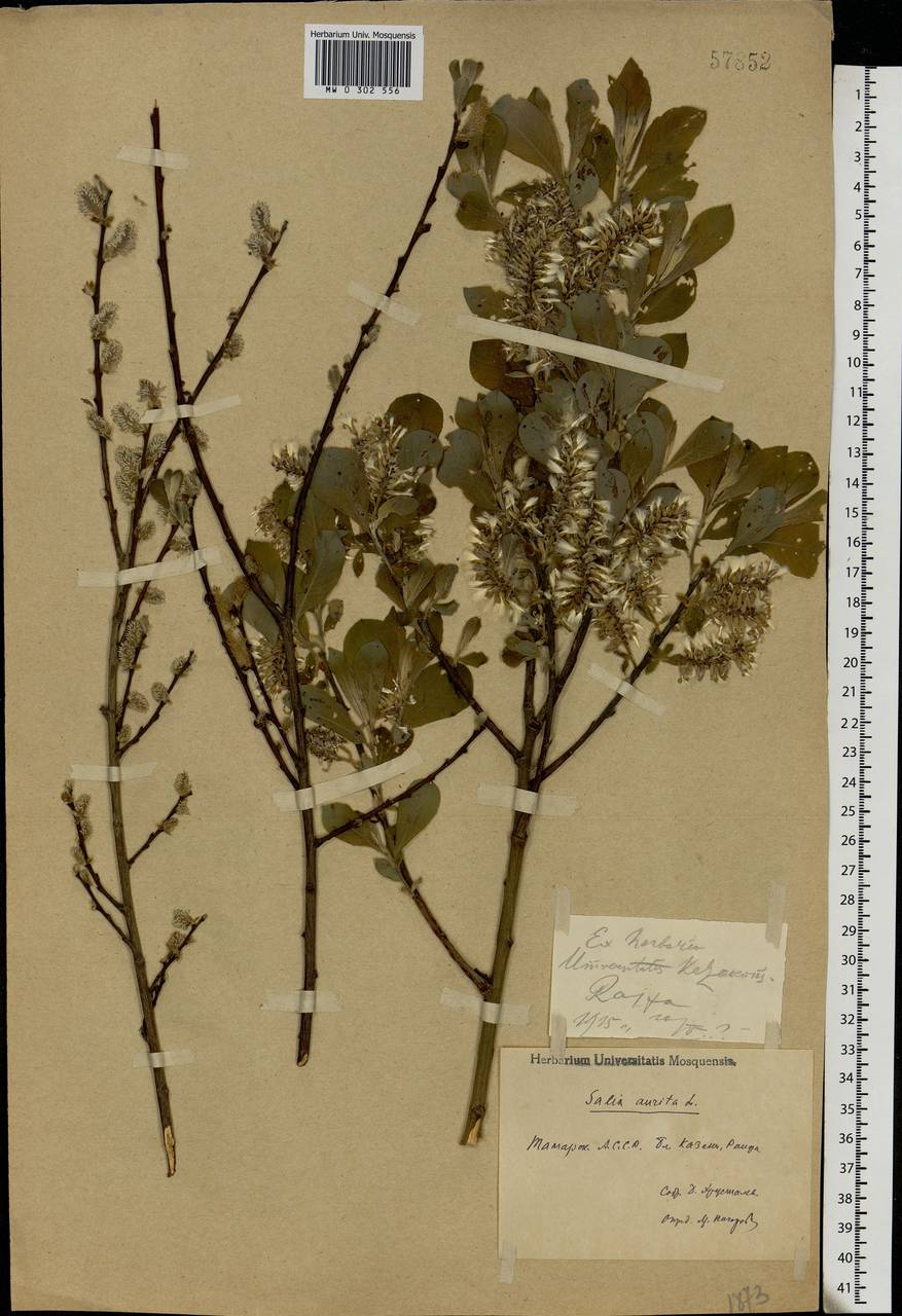 Salix aurita L., Eastern Europe, Middle Volga region (E8) (Russia)