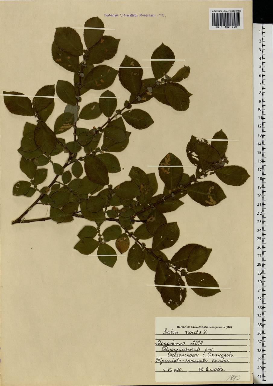 Salix aurita L., Eastern Europe, Middle Volga region (E8) (Russia)