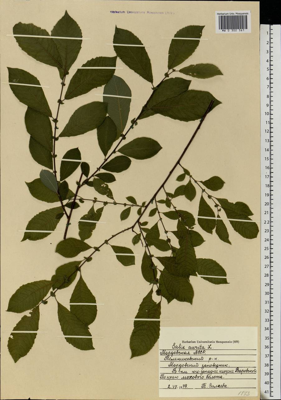 Salix aurita L., Eastern Europe, Middle Volga region (E8) (Russia)