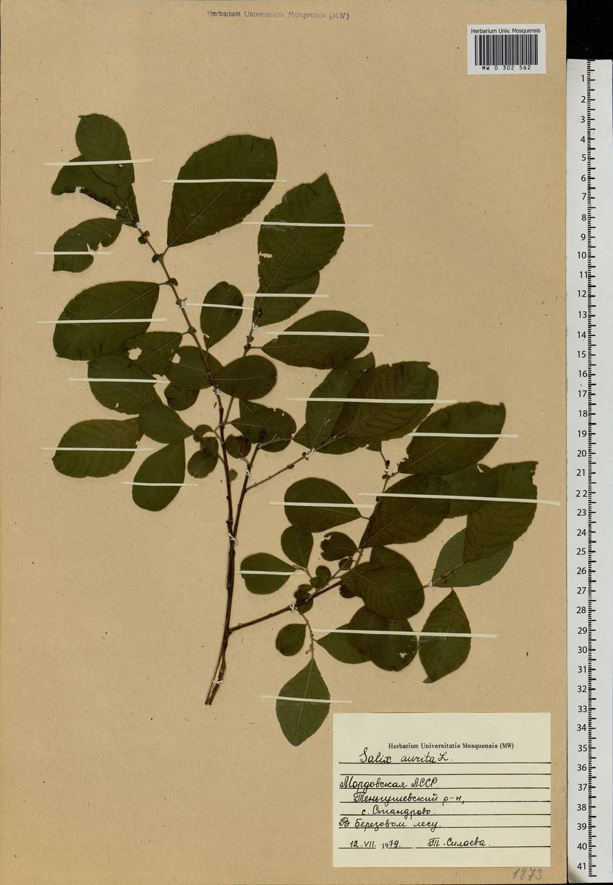 Salix aurita L., Eastern Europe, Middle Volga region (E8) (Russia)