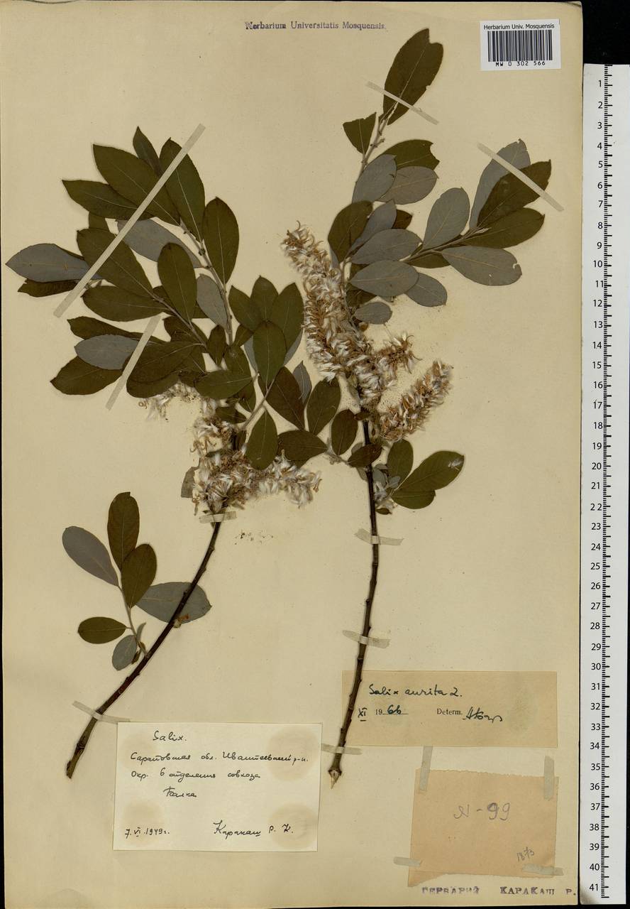 Salix aurita L., Eastern Europe, Lower Volga region (E9) (Russia)
