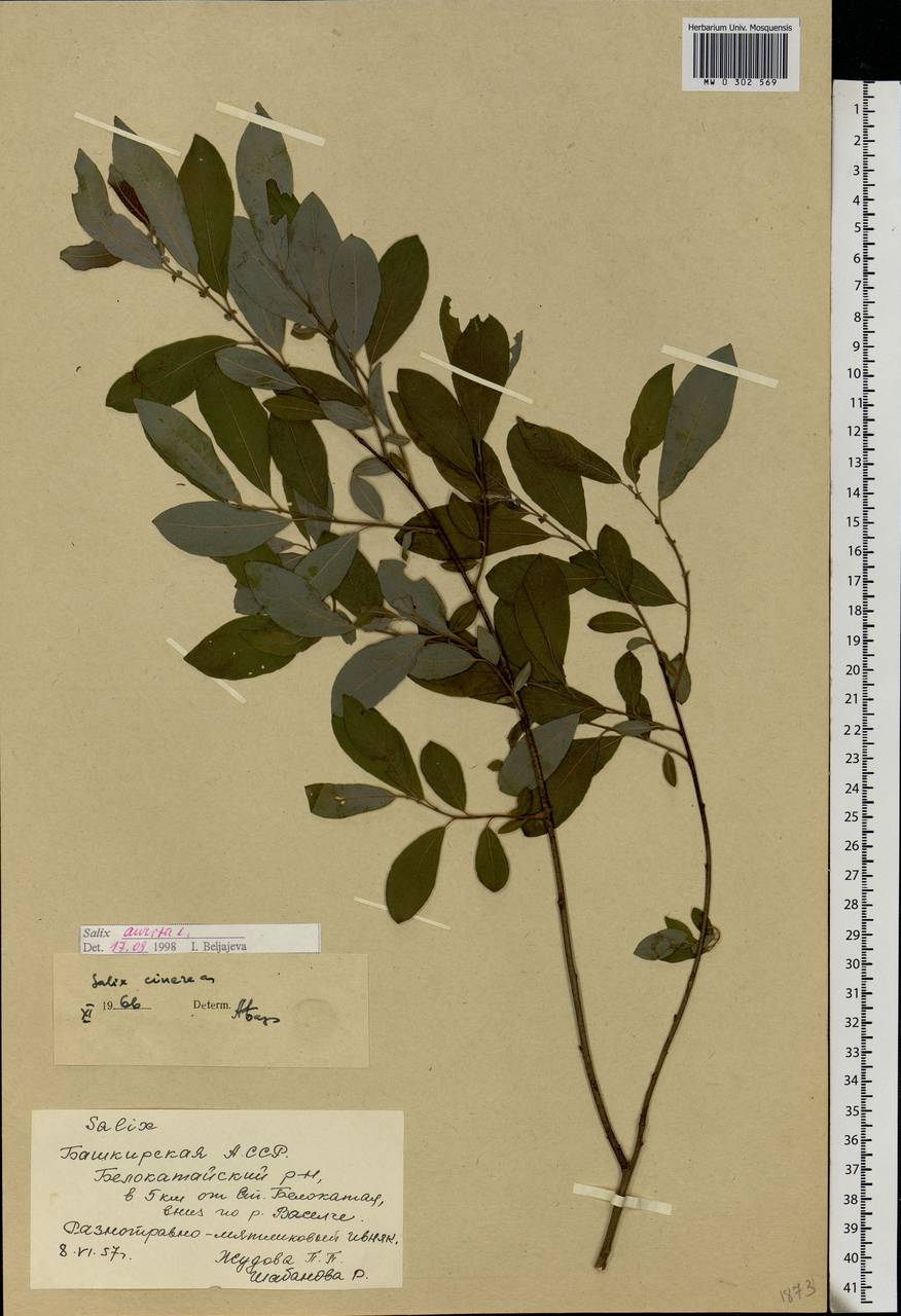 Salix aurita L., Eastern Europe, Eastern region (E10) (Russia)