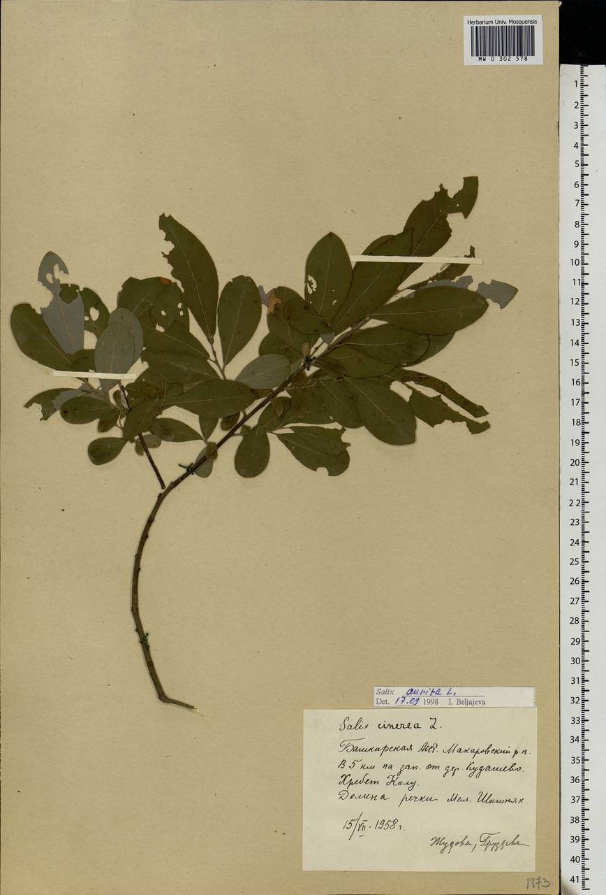 Salix aurita L., Eastern Europe, Eastern region (E10) (Russia)