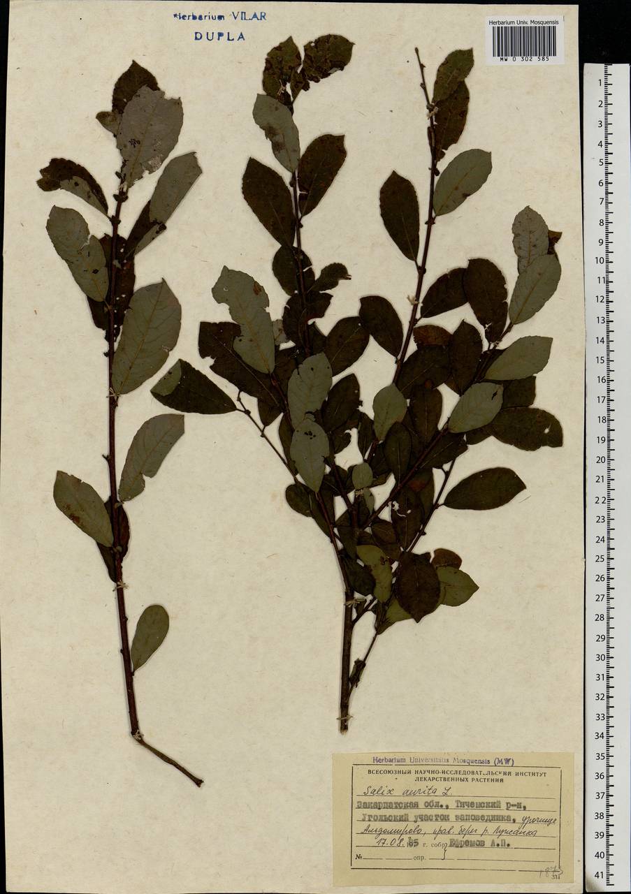 Salix aurita L., Eastern Europe, West Ukrainian region (E13) (Ukraine)
