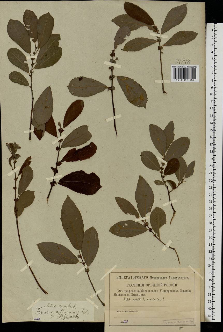 Salix aurita × cinerea, Eastern Europe, North-Western region (E2) (Russia)