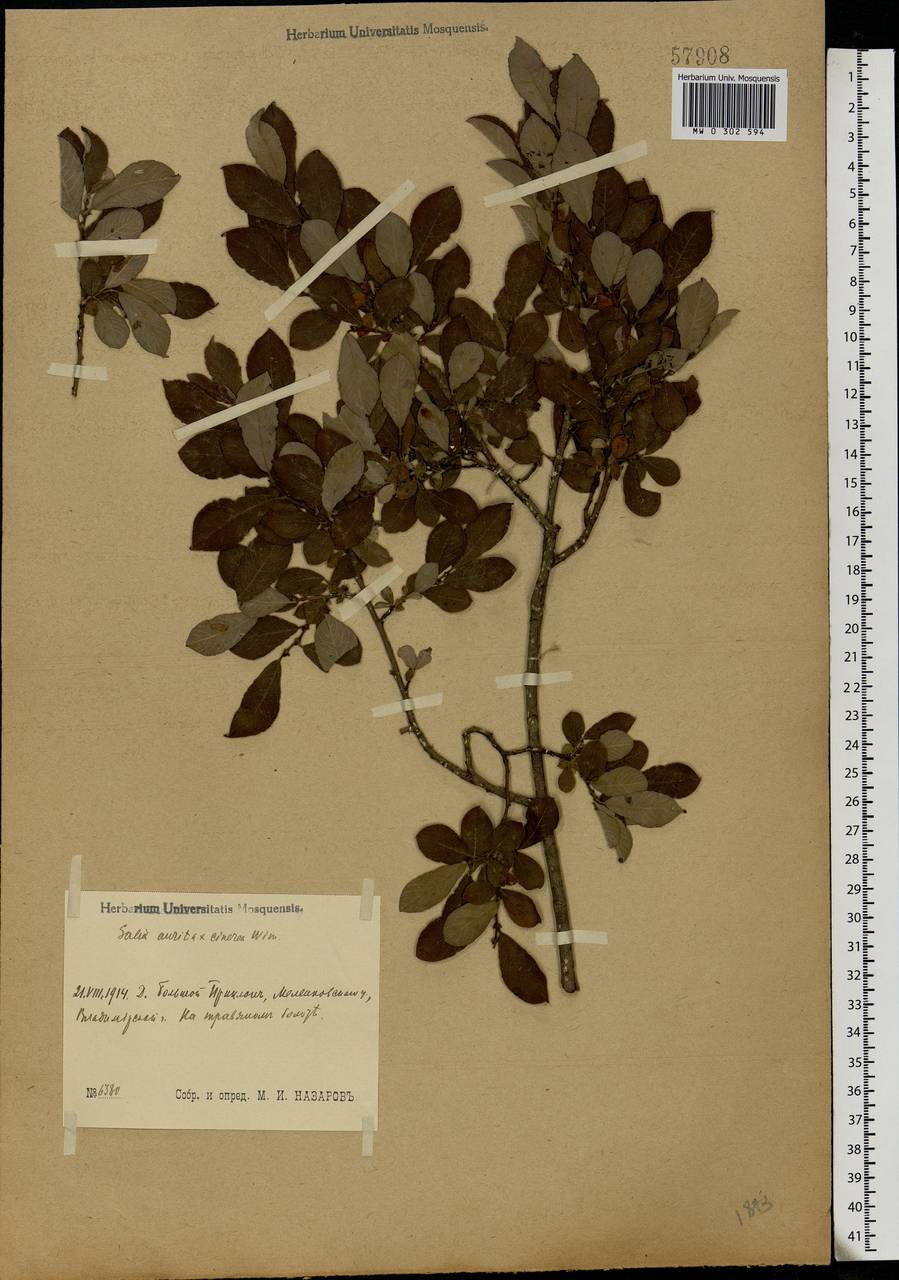 Salix aurita × cinerea, Eastern Europe, Central region (E4) (Russia)