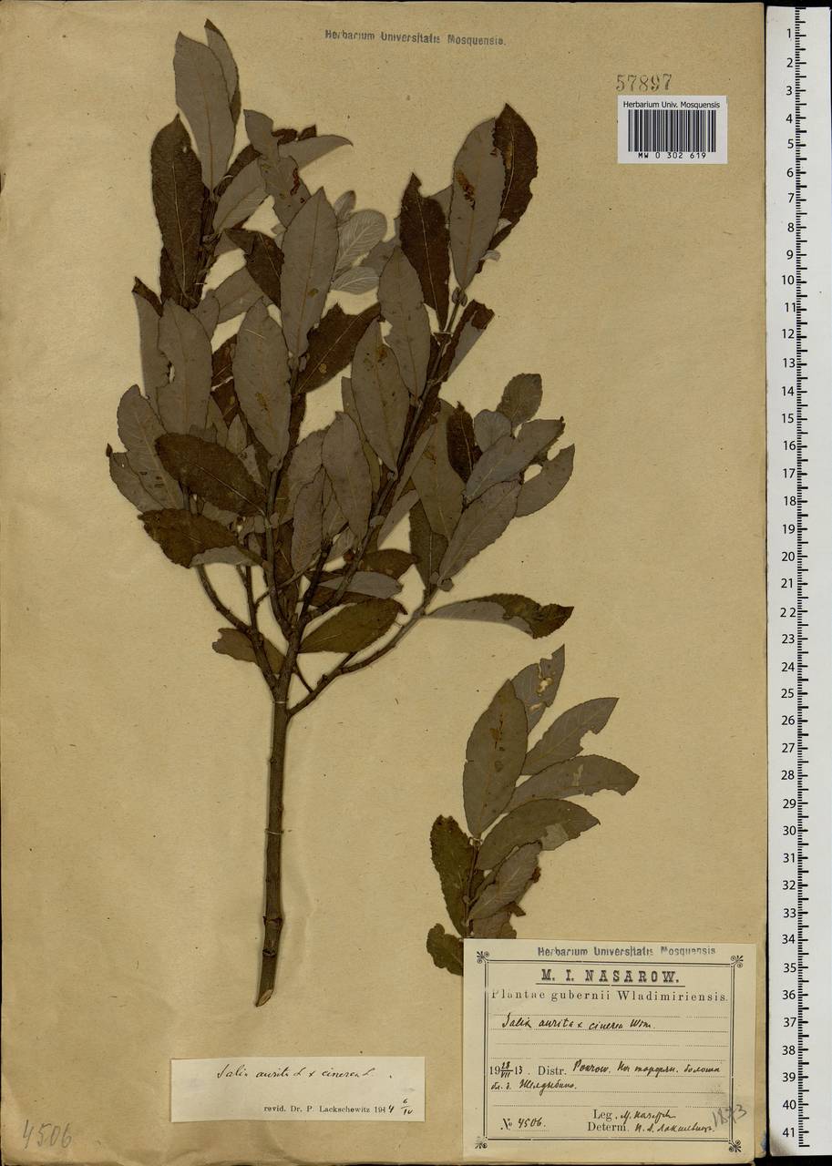 Salix aurita × cinerea, Eastern Europe, Central region (E4) (Russia)