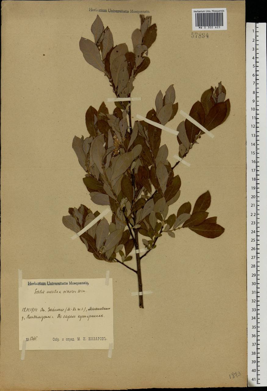 Salix aurita × cinerea, Eastern Europe, Central region (E4) (Russia)